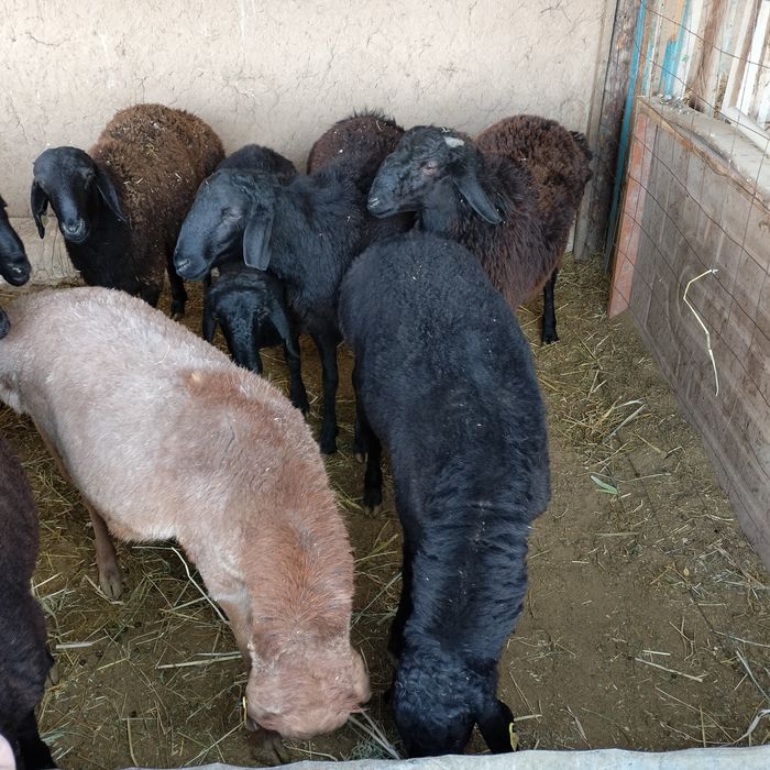 Кошкарлар сатылады еты жаксы