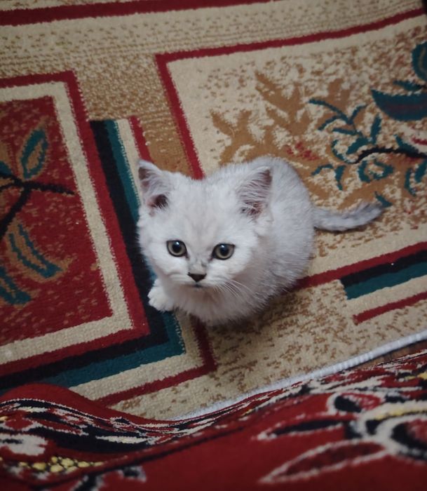 Продаётся котята серебристая шиншилла скотиш фолд и страйт