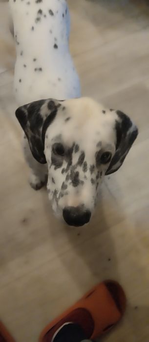 Продам щенка долмата 3месеца