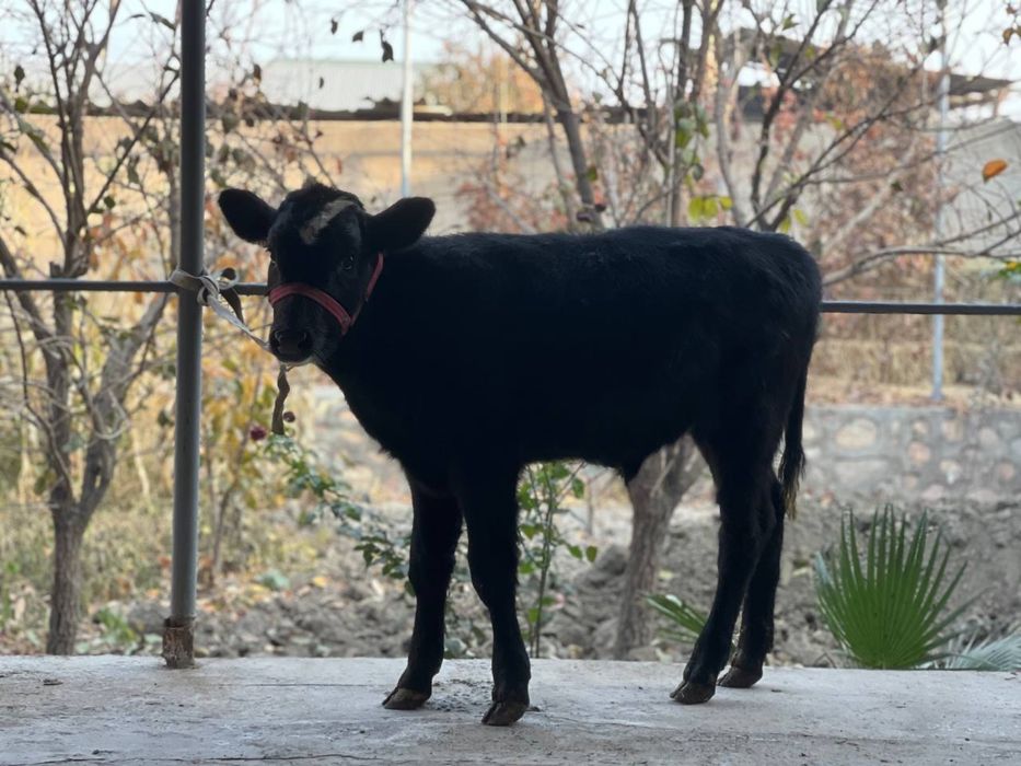 Ona bola sigir sotiladi bolasi buqacha она бола сигир сотилади