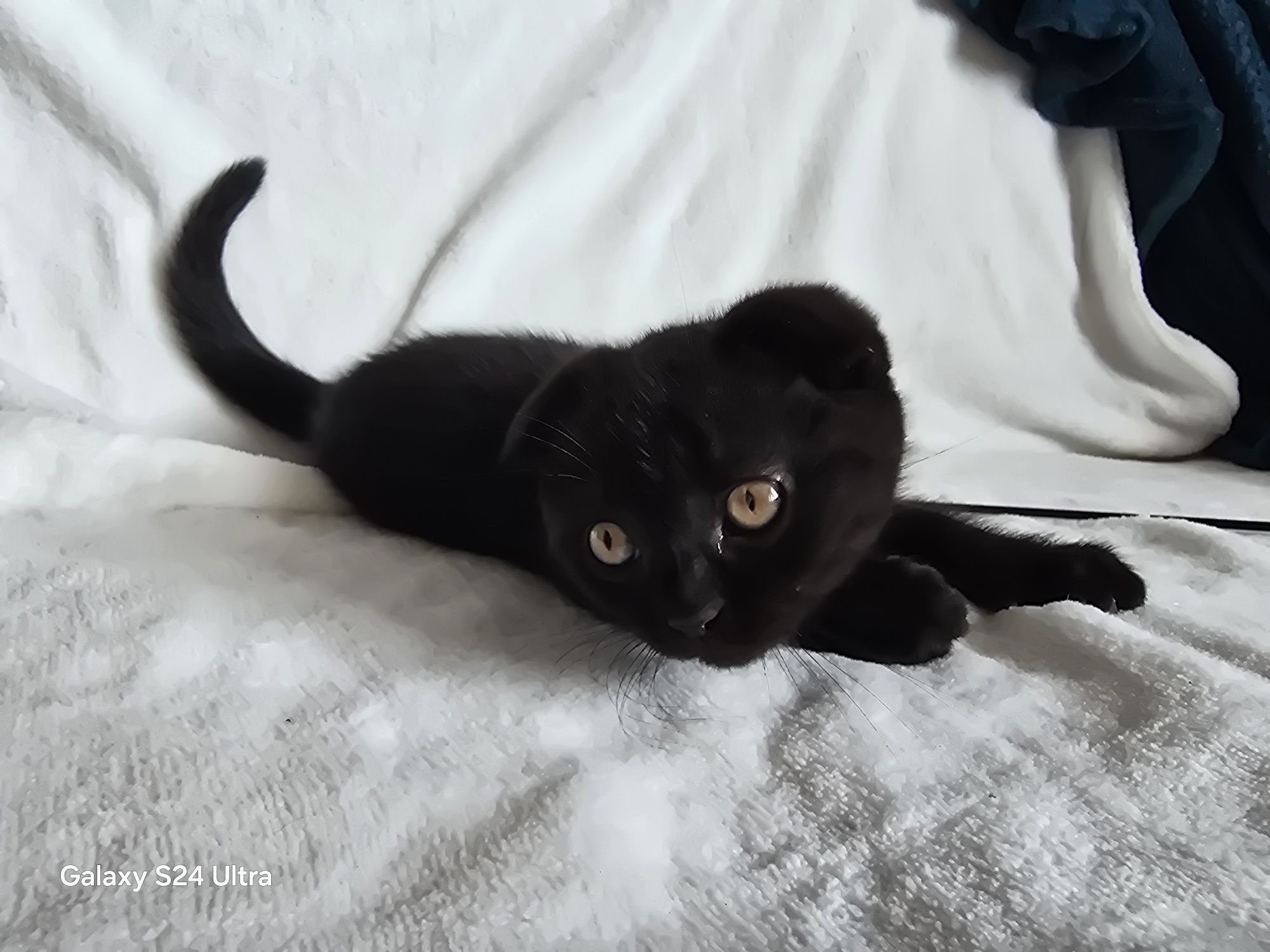 Клепоухи шотландски котенца