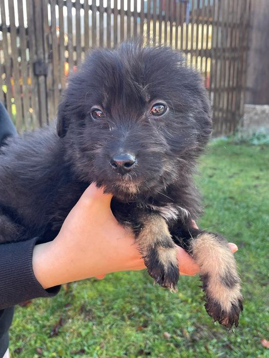 Căței pentru adopție