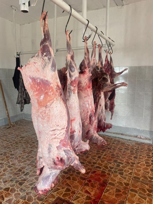 Сайгачье мясо ( туша)