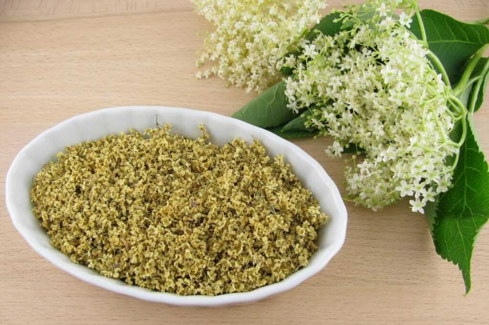 Kombucha - kit starter