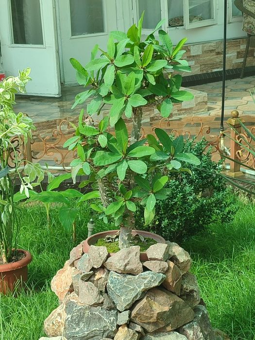 Срочно продам цветы