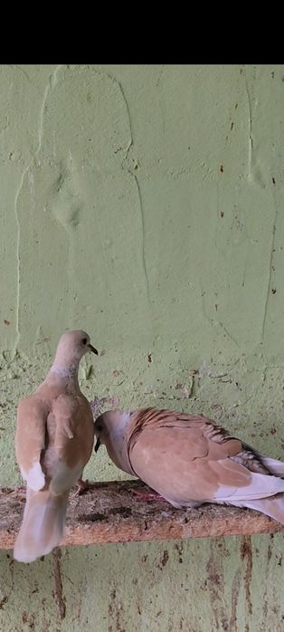 Voiajori căpăciți