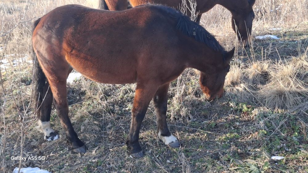 Продам лошадей для согым