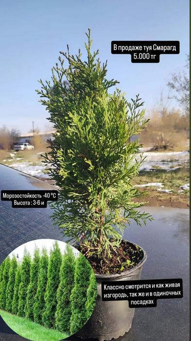 Туя смарагд саженцы