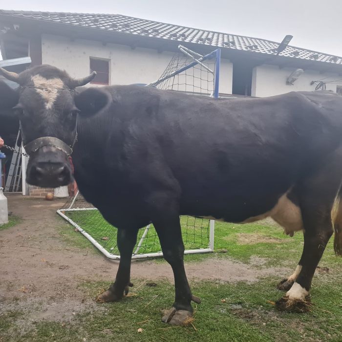 Vaca romaneasca , gestanta in 7 luni si la a 7 fatare .