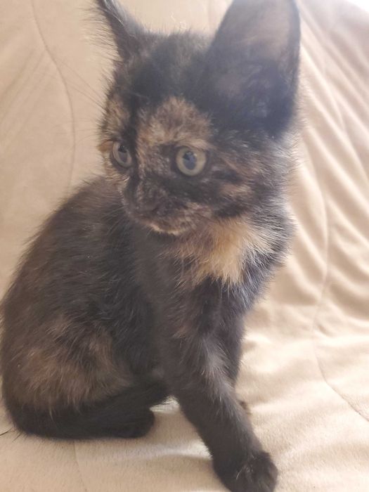Домашна женска котка сцвят на костенурка  на 2 месеца, търси дом