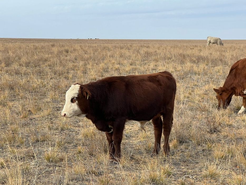 100 бас букалактар сатылады