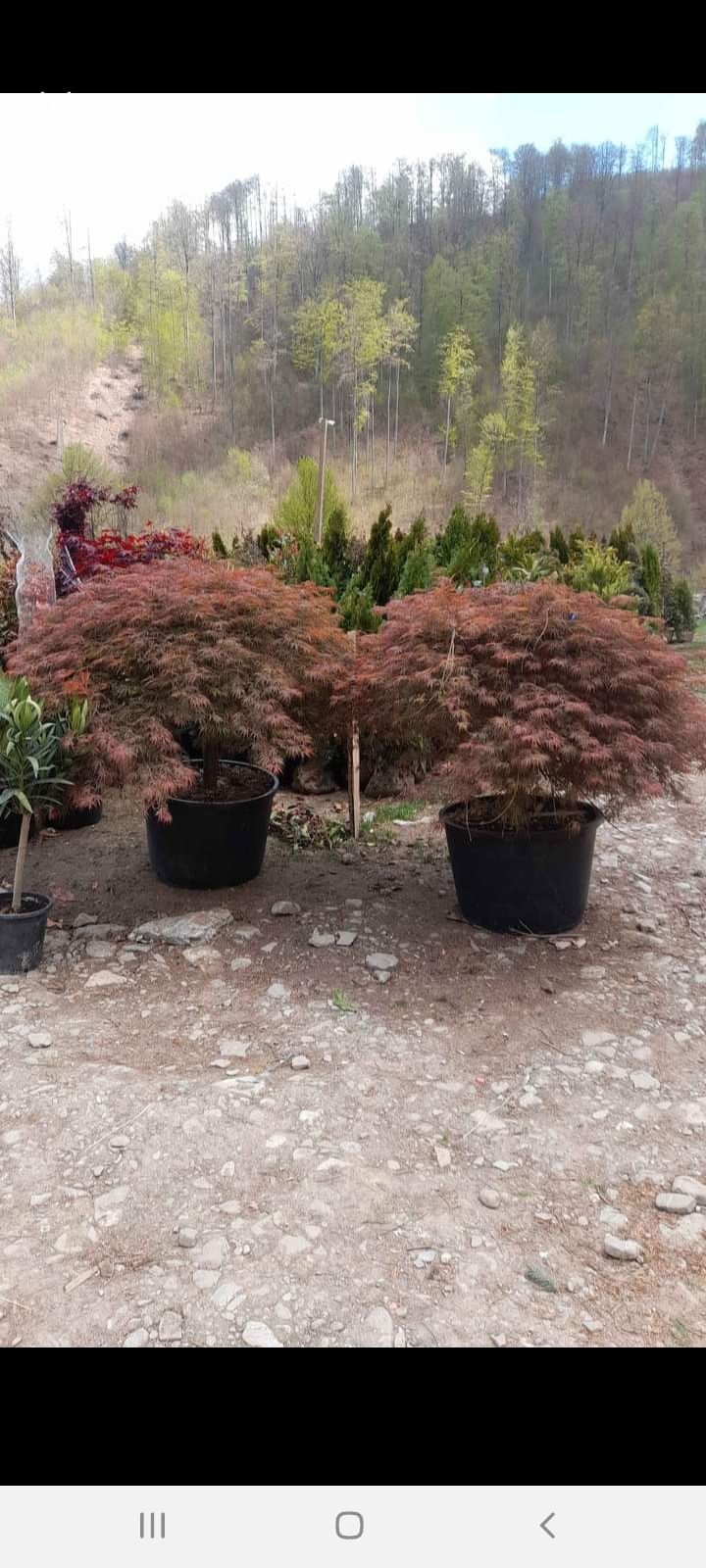 Plante ornamentale pt o gradina de vis