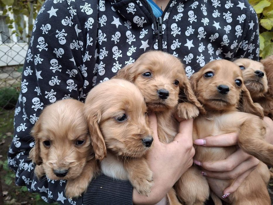 Кученца Кокер Шпаньол