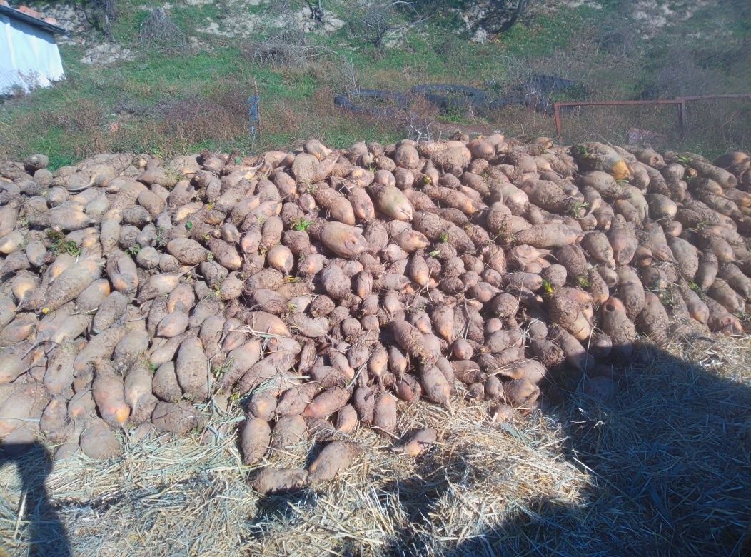 Vand sfeclā furajiera pentru animale.