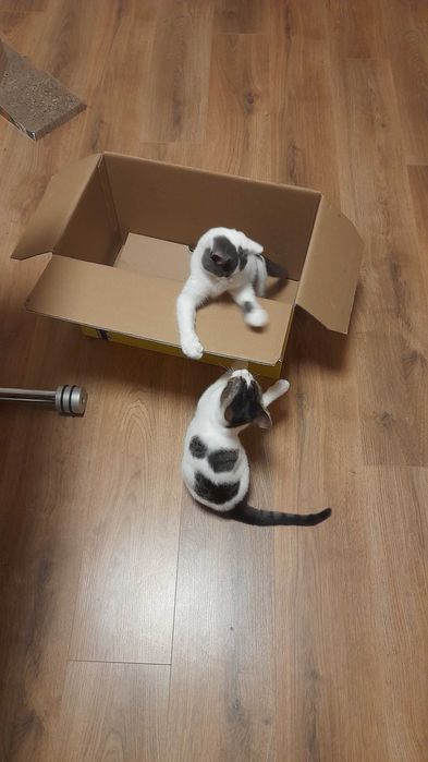 Кая и Мони търсят дом