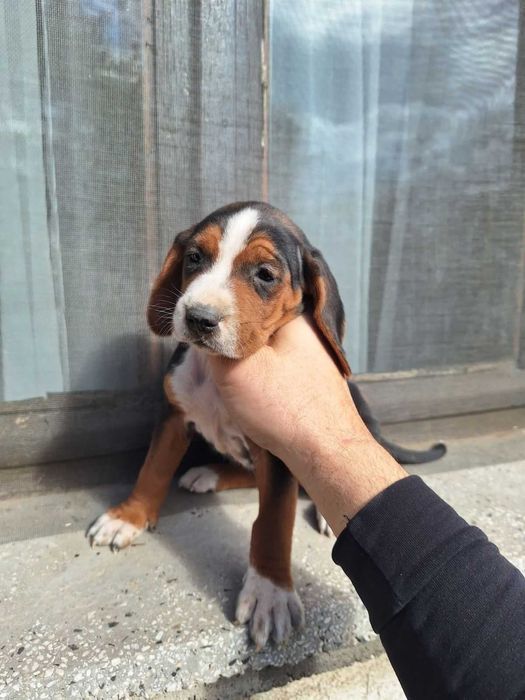 Сръбско трицветно гонче