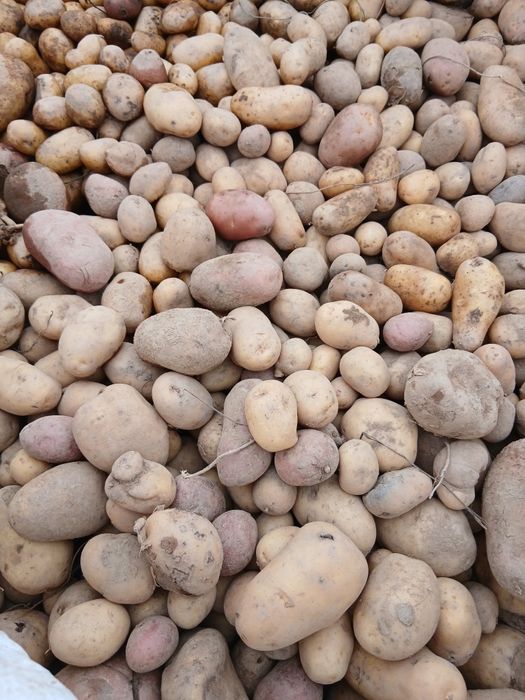 Cartofi pentru animale