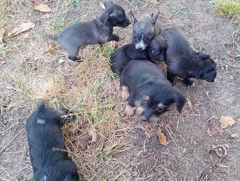 Продавам малки кученца