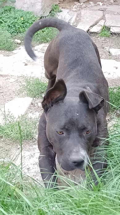 Donez cățelușă talie mijlocie