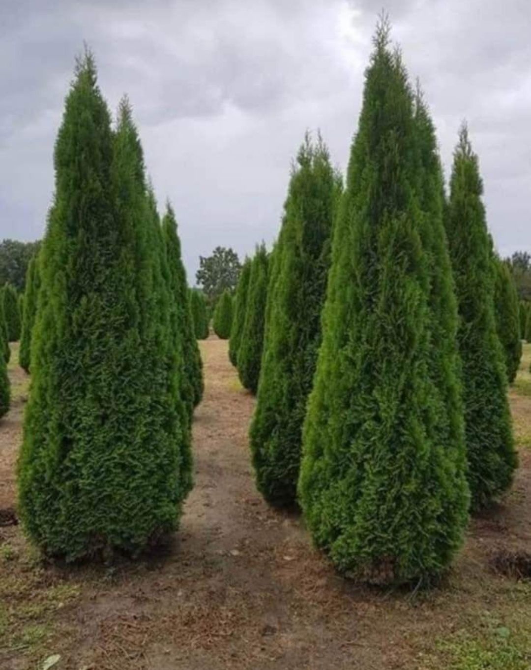 Plante ornamentale de orice specie