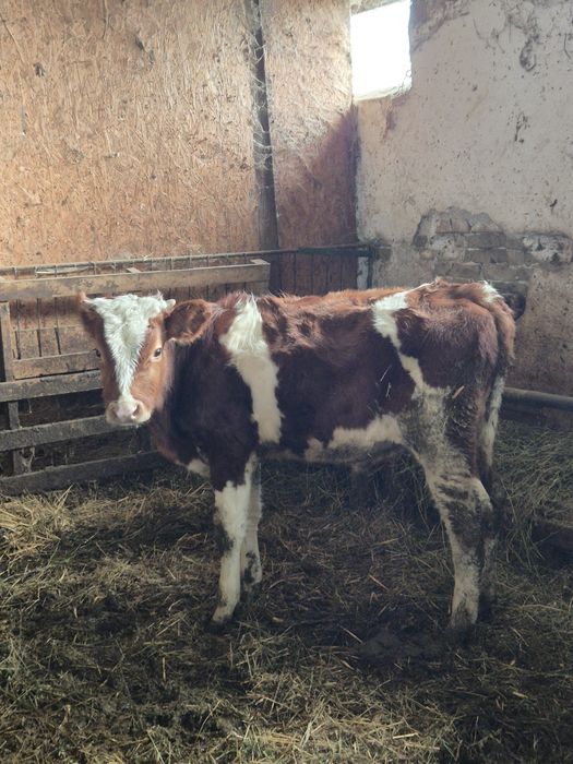 Vând tauras pentru tinut