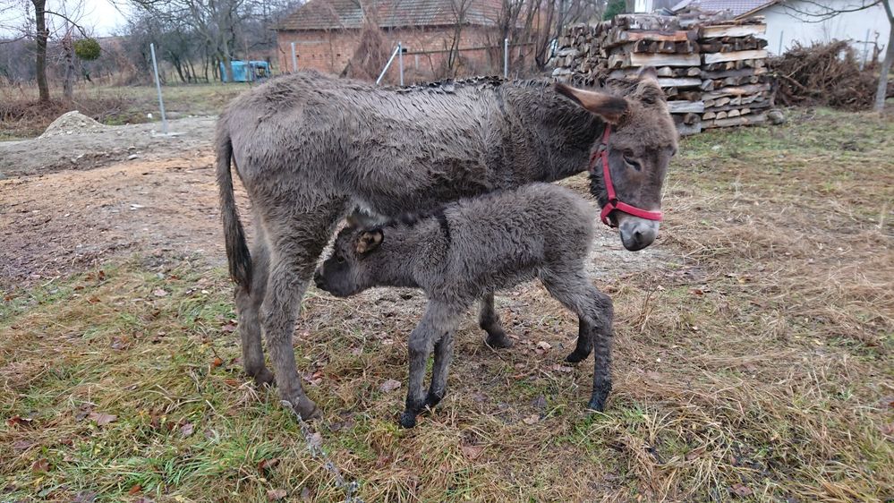 Lapte de măgăriță