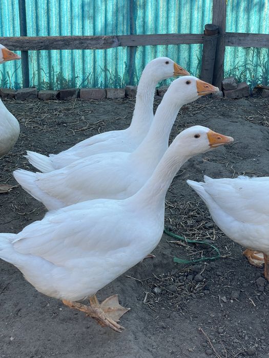 Rațe, cocosi, bibilici