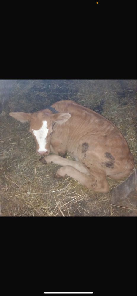 Vaca cu vitel de vanzare