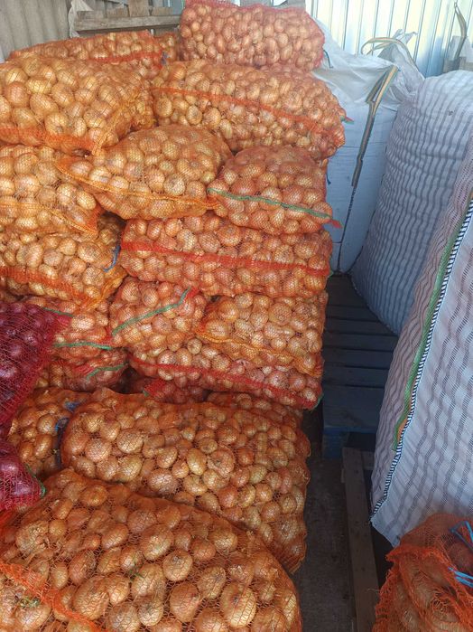 Ceapă de vânzare.