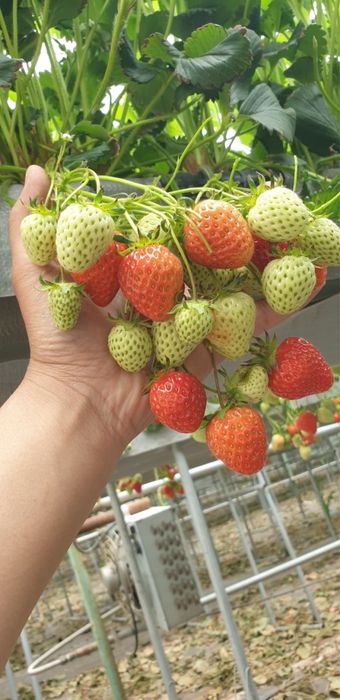 Рассада/кочат клубнини Соль-Хянг ( Юж.Корея)