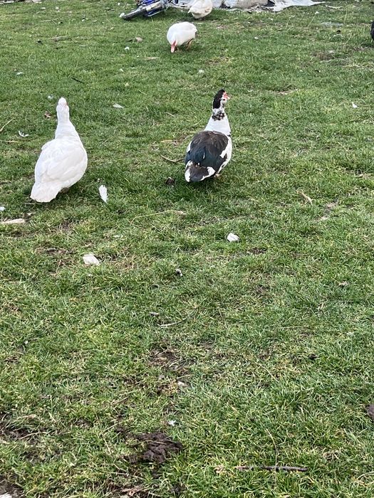 Rațe mute de vânzare