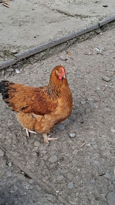 Gaini,bibilici si curci de casa!