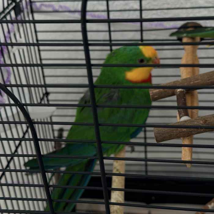 Папагал мъжки  барабанд