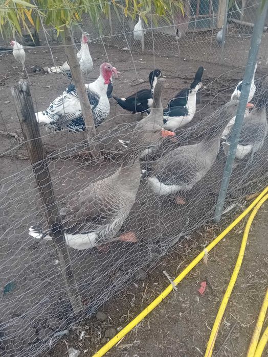 Avem gaste si rate de vânzare