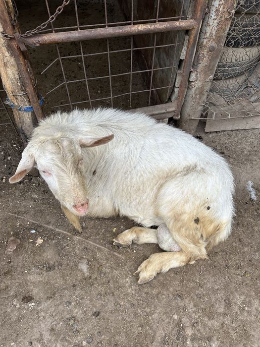 Țap Saanen 50 Kg Super Pret Ieftin