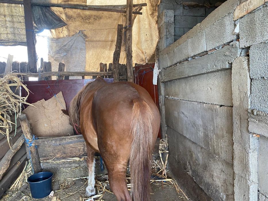 Cal de Vinzare (cal pentru căruță etc.)