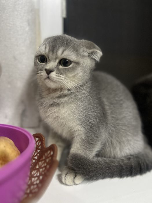 Sotuvda fold qizcha 1.5mln  Urganchda