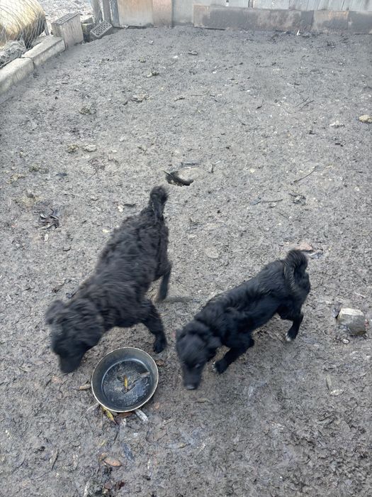 Catei de intors oile