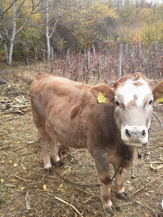 Vițea 10 luni Nicolae Balcescu