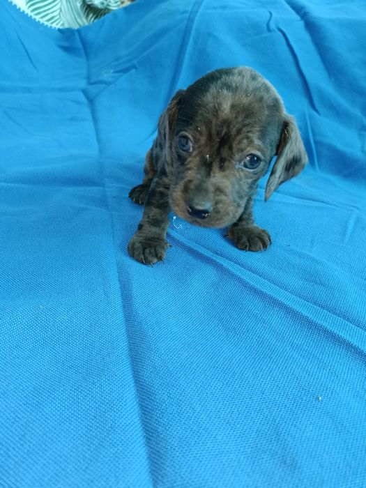 Teckel mini arlequin merle tekel mini pitic blue eyes ochii albastrii