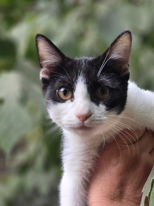 Малыш ищет семью!