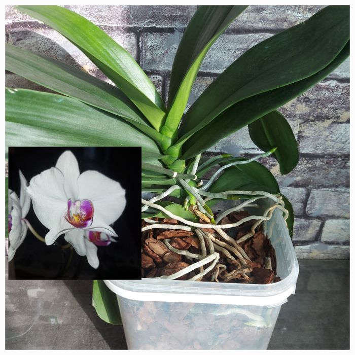 Продам орхидею фаленопсис