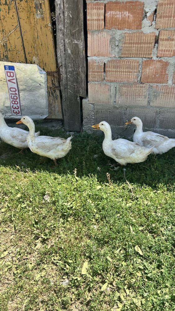 Vand 5 rate de rasa pekin