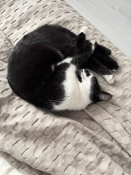 Домашнее животное