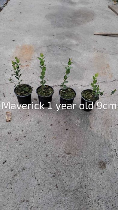 Разсад боровинки