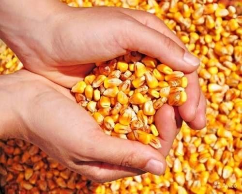 Vindem porumb boabe uscate recolta 2025 - 1 leu