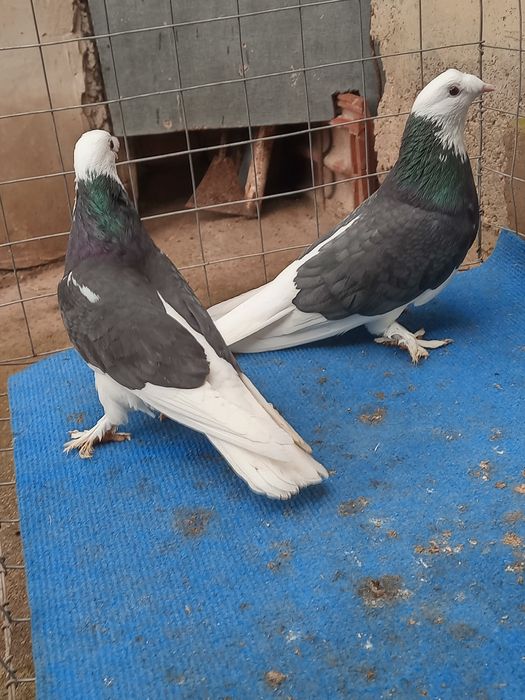 Мардини млади от тази година