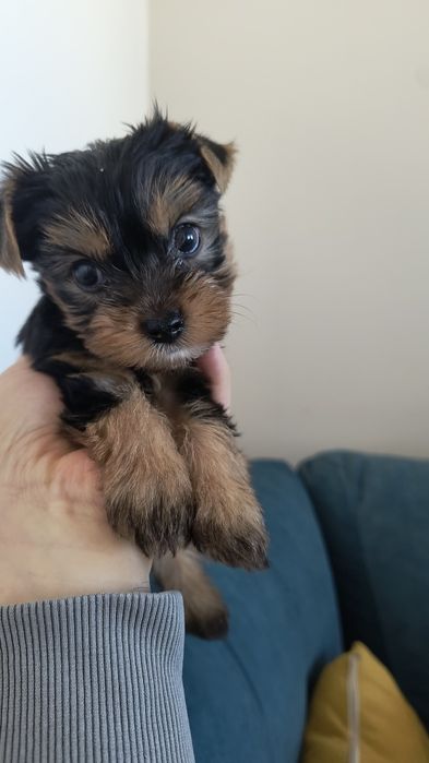 Мини Йоркширски териер