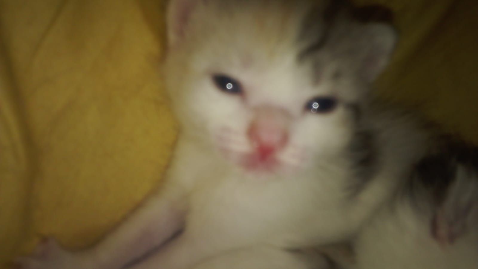 Отдам даром котят