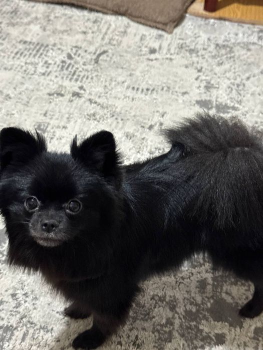 Продаю Немецкого Шпица